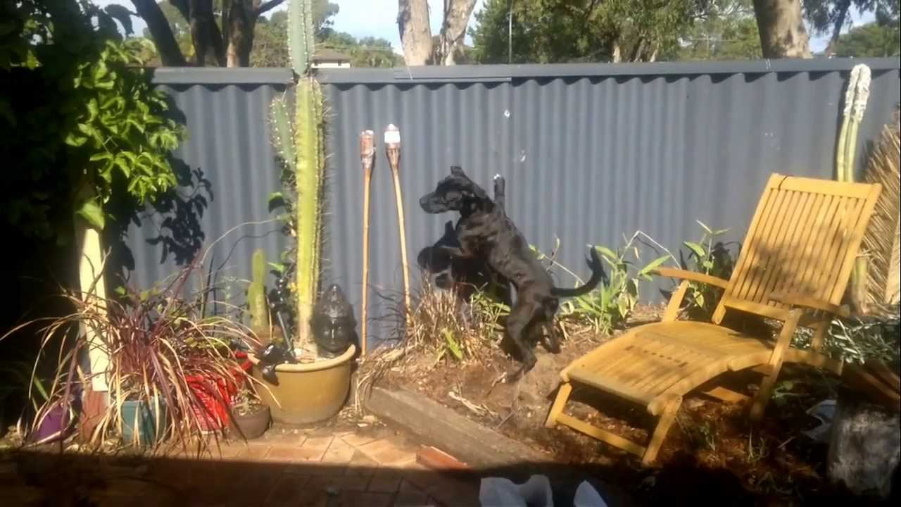 Reducing Dog Barking And Jumping At Fence Lines Dog Charming intended for measurements 1280 X 720