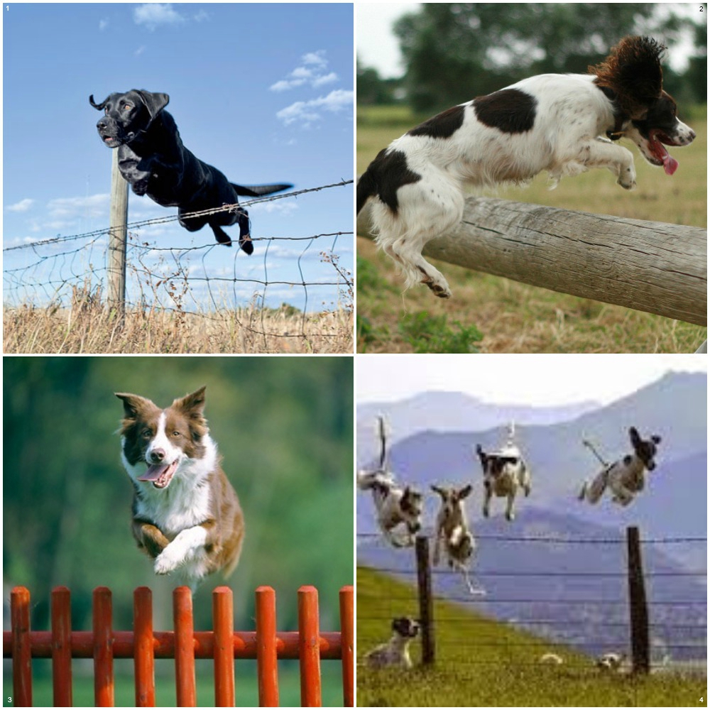 Dog Jumping Fence Vine • Fence Ideas Site