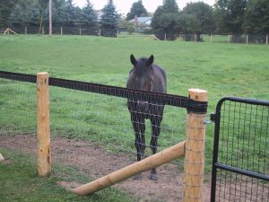Safe Effective Fencing Options For Horses Horse Journals throughout proportions 1200 X 900