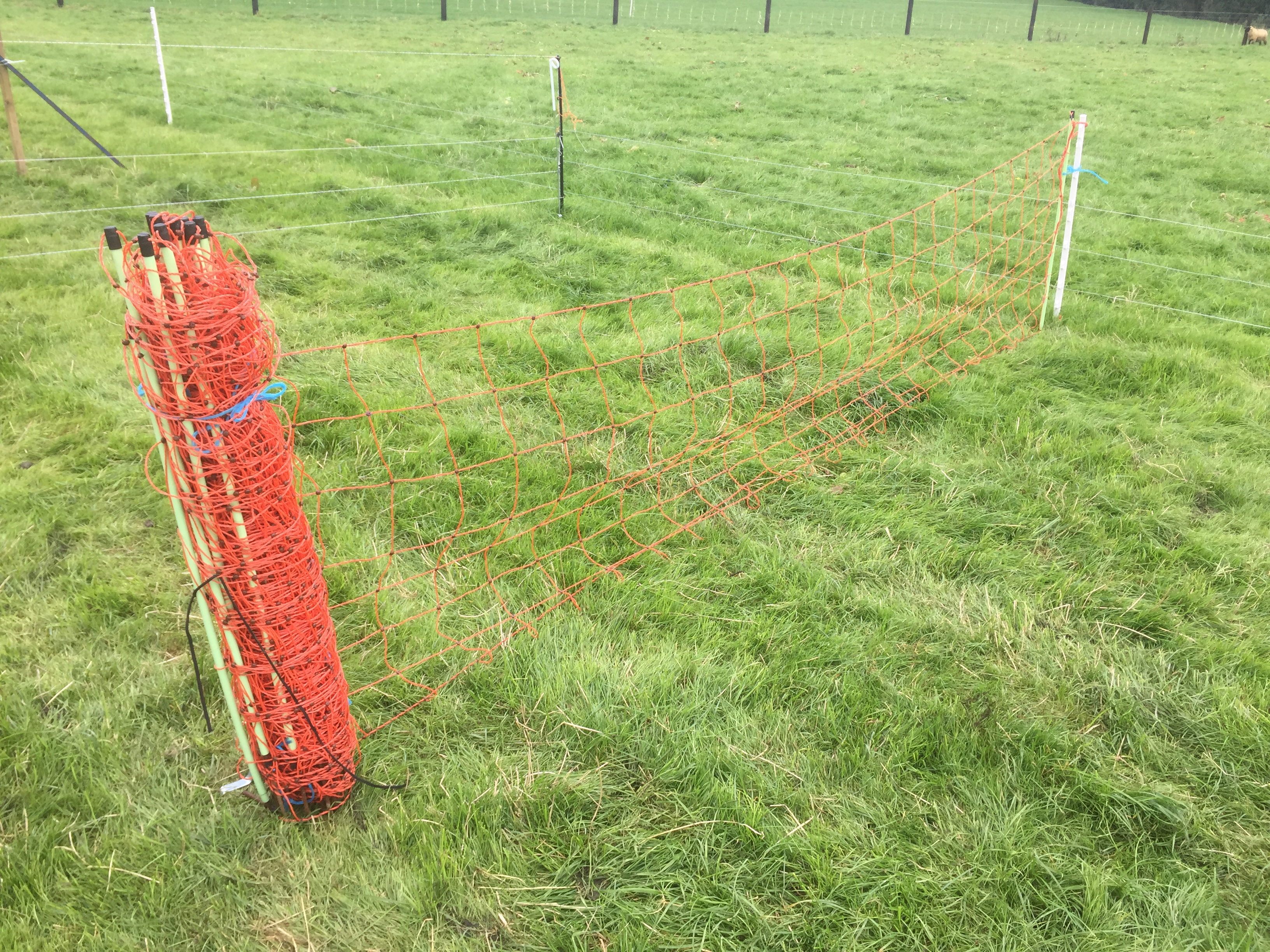 Should More Sheep Farmers Install A Paddock Grazing System regarding measurements 3264 X 2448
