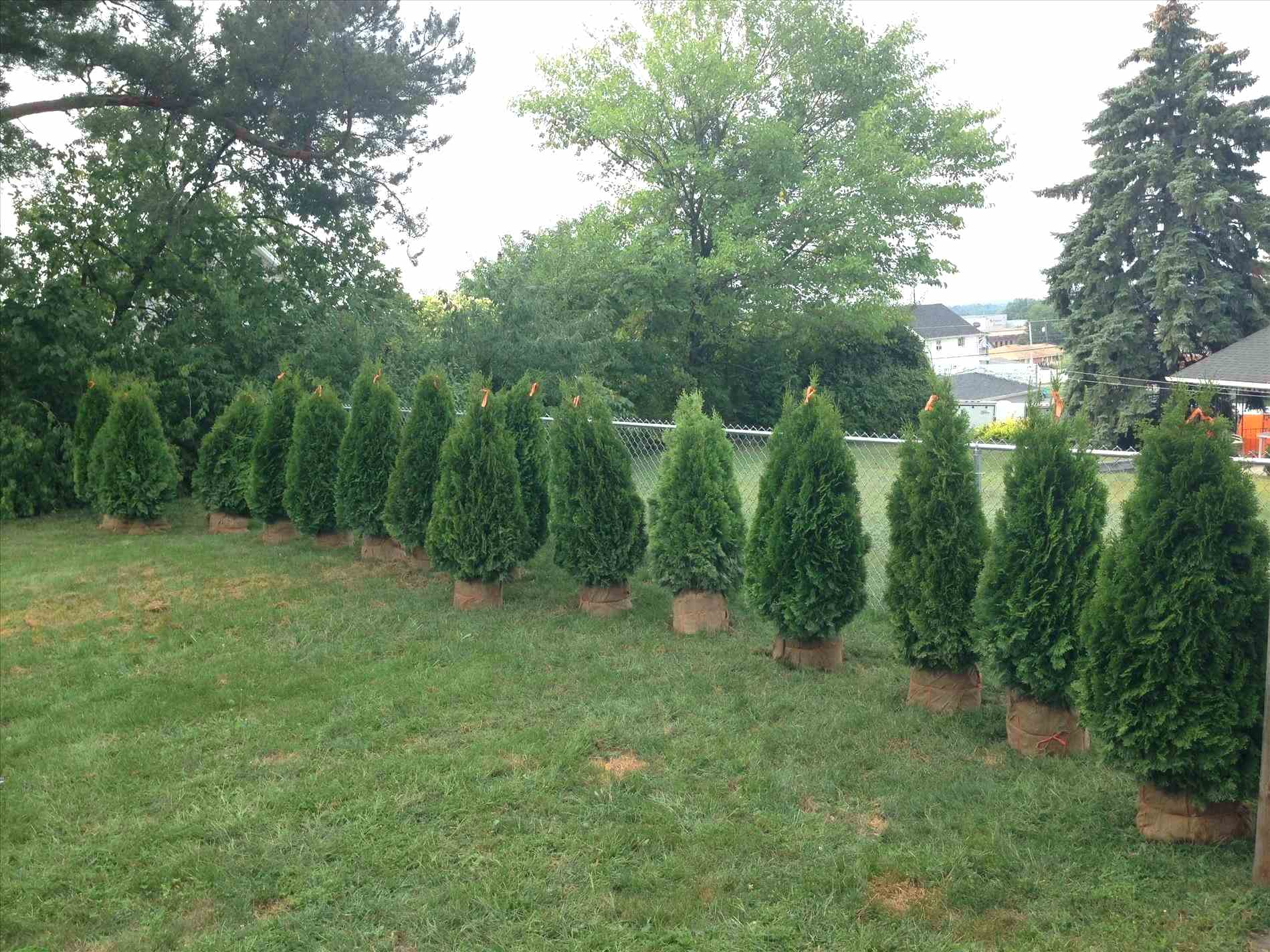 Shrub Fence Drivewy Planting Privacy Ideas Evergreen Hedge in size 1899 X 1424