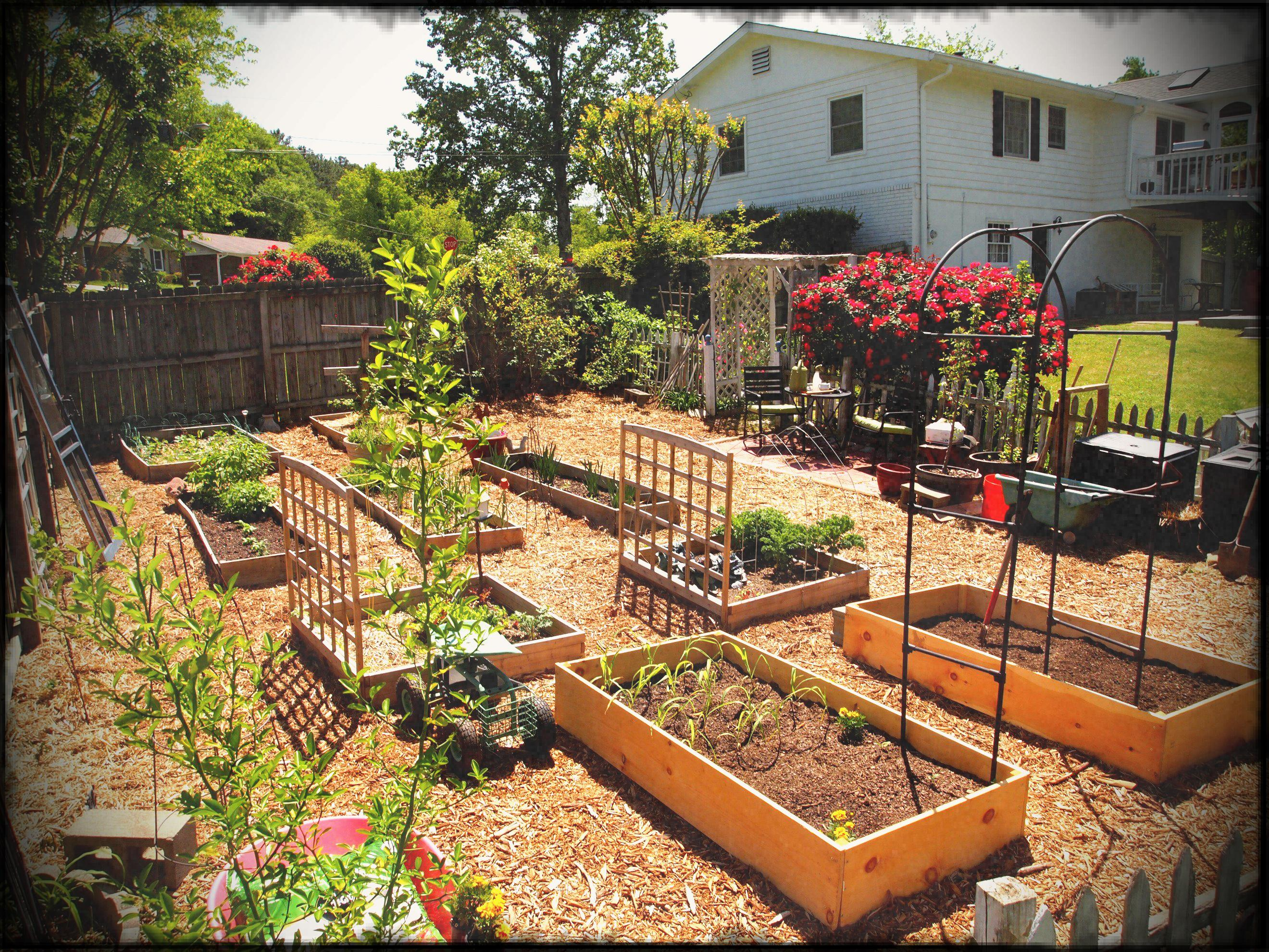 Small Backyard Vegetable Home Garden With Diy Wood Raised Bed And in measurements 2640 X 1980
