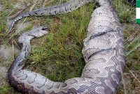 Snake Eats Dog Python Dies After Being Trapped In Fence Due To Dog throughout sizing 1920 X 1080