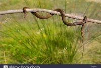 Snake Stick Stockfotos Snake Stick Bilder Alamy regarding proportions 1300 X 956