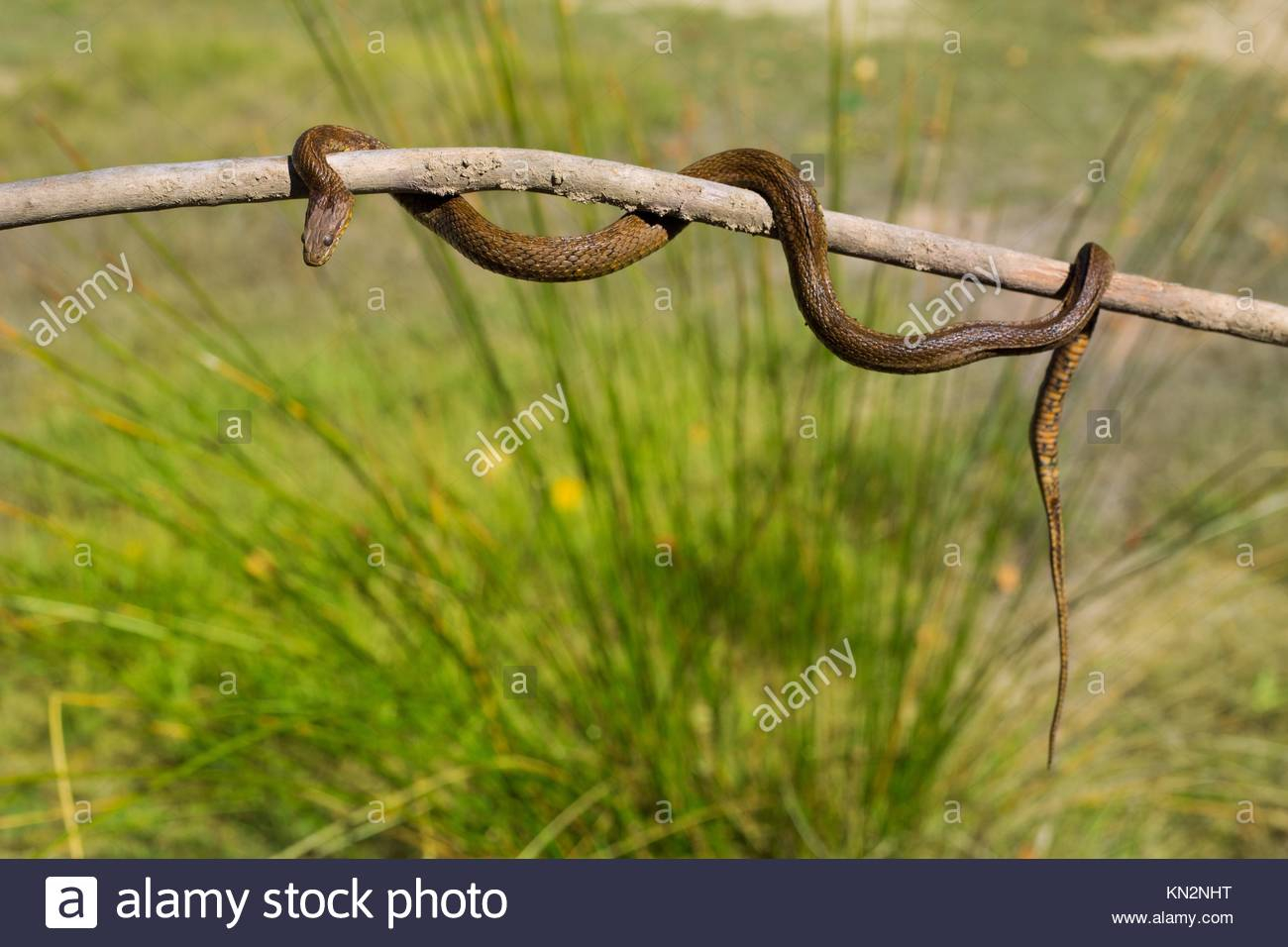 Snake Stick Stockfotos Snake Stick Bilder Alamy regarding proportions 1300 X 956