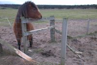 Stop Fence Destruction Horses Crib Biting Or Chewing pertaining to proportions 1600 X 902