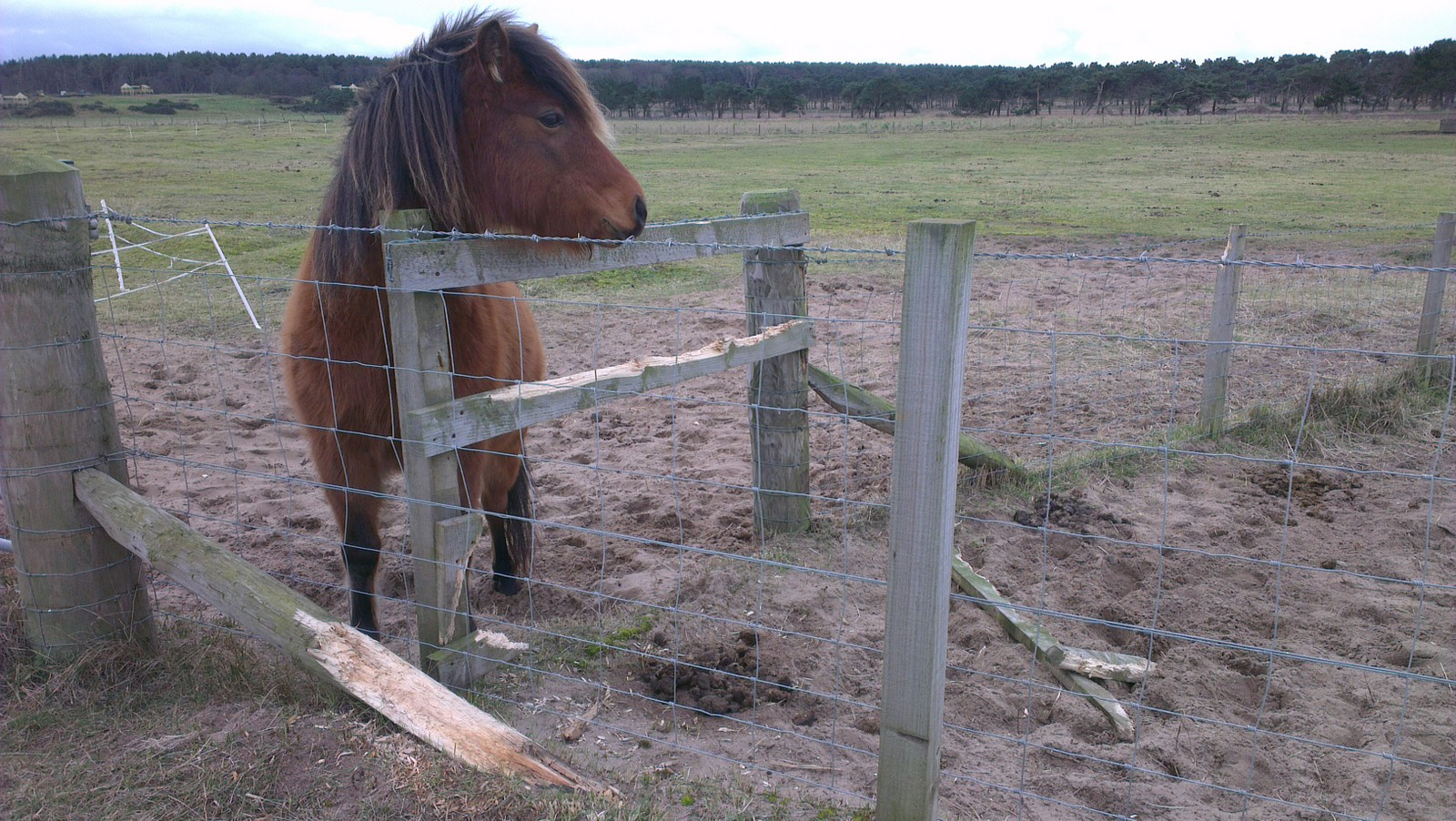Stop Fence Destruction Horses Crib Biting Or Chewing with measurements 1600 X 902