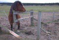 Stop Fence Destruction Horses Crib Biting Or Chewing within proportions 1600 X 902