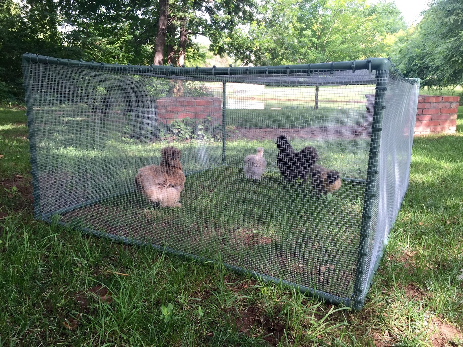 Stunning Portable Chicken Fence Panels pertaining to measurements 1600 X 1200