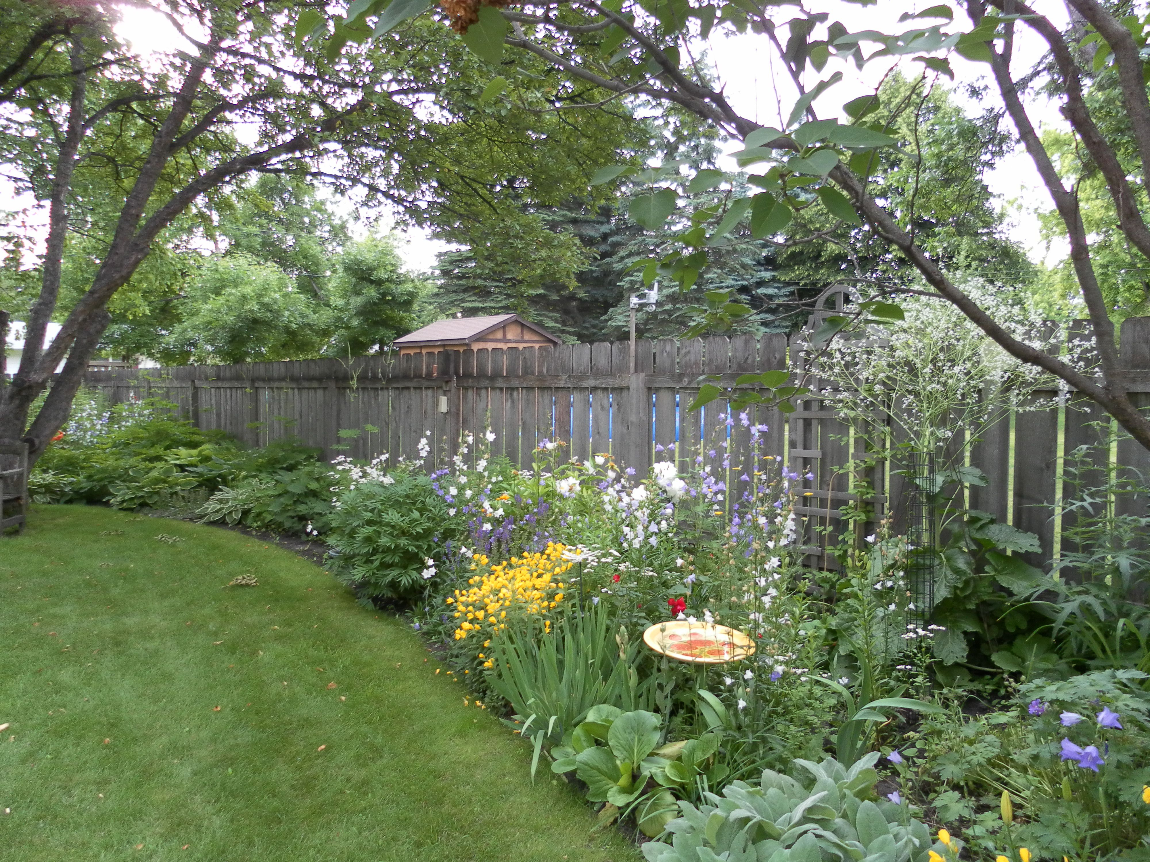 Tall White Babreath Like Plant Along Fence Is Crame Cordifolia A for dimensions 4000 X 3000