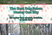 The Best Dog Fence Of 2017 And Beyond Guilty Til Proven Innocent with sizing 736 X 1128