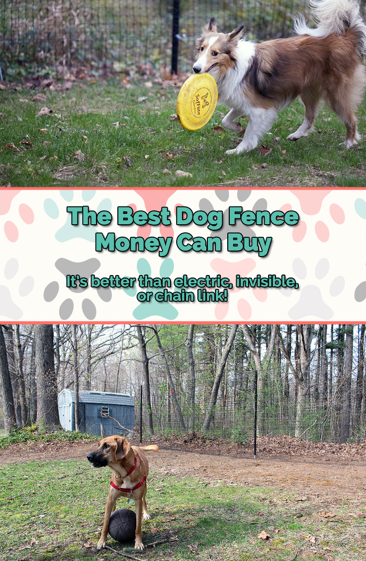 The Best Dog Fence Of 2017 And Beyond Guilty Til Proven Innocent with sizing 736 X 1128