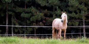 The Ins And Outs Of Temporary Horse Fencing The Horse for sizing 1280 X 640