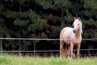 The Ins And Outs Of Temporary Horse Fencing The Horse regarding measurements 1280 X 640