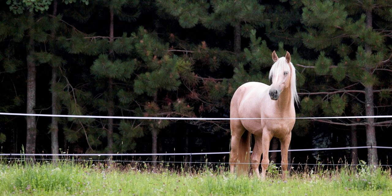 The Ins And Outs Of Temporary Horse Fencing The Horse regarding measurements 1280 X 640