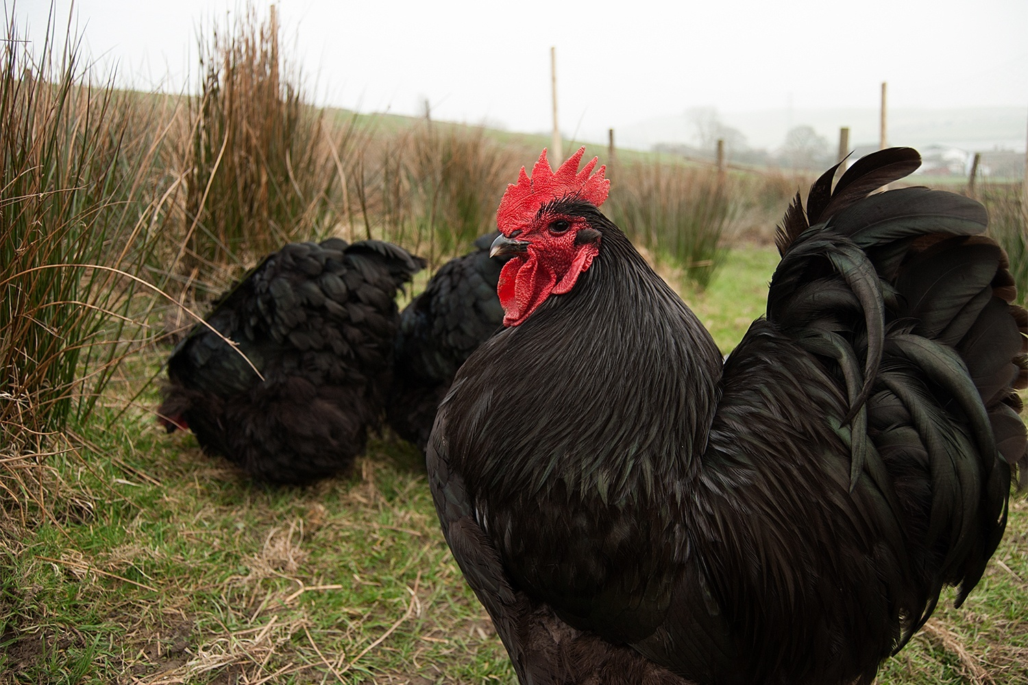 The Ultimate Guide To Raising Chickens And Hens within measurements 1500 X 1000