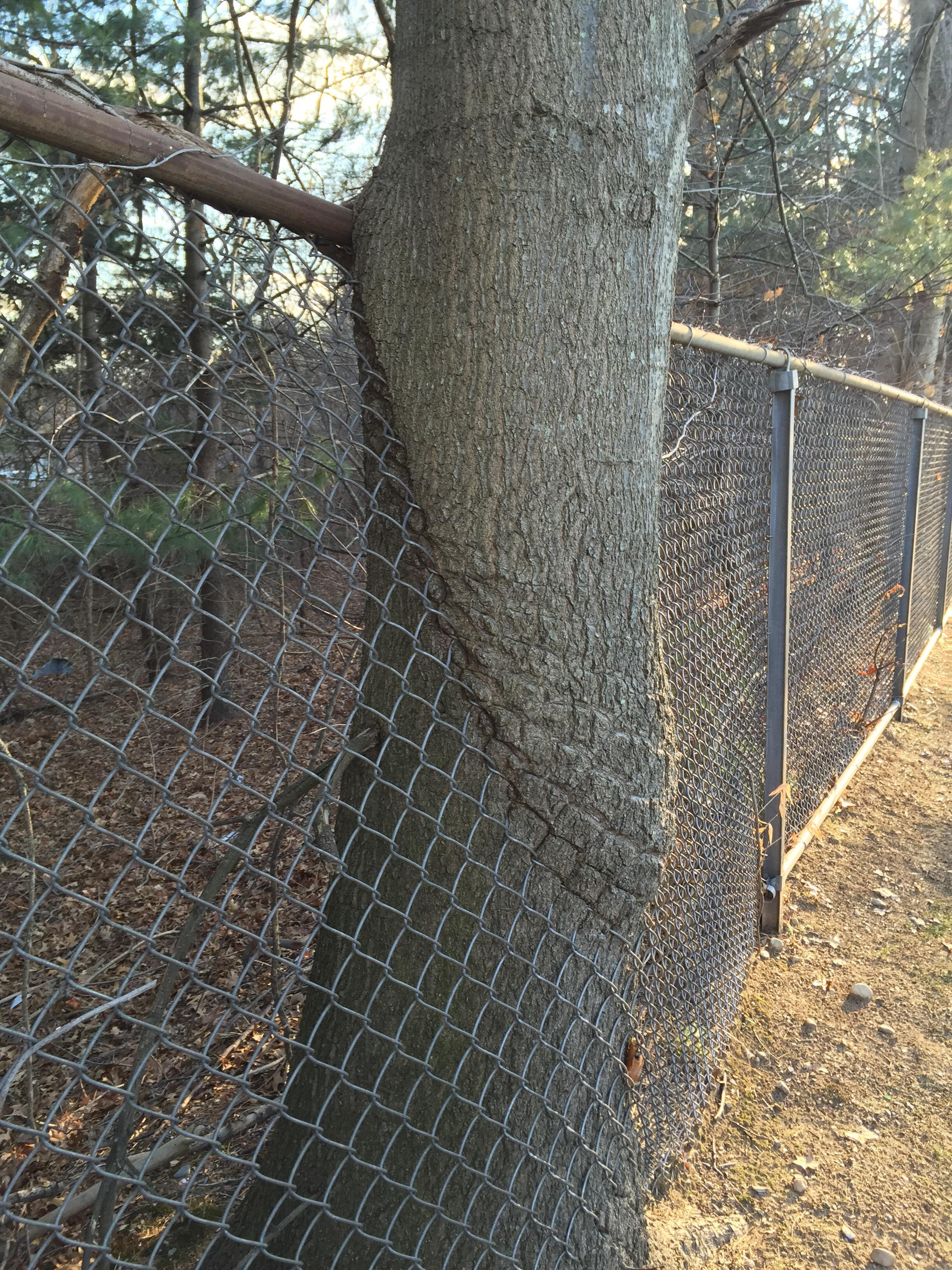 This Chain Link Fence Cuts Tree In Half Mildlyinteresting for proportions 2448 X 3264