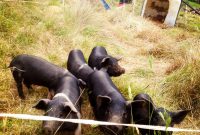 Training The Piglets To Respect 2 Strand Electric Fence Milkwood within size 1000 X 1000