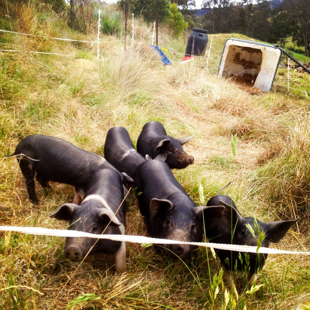 Training The Piglets To Respect 2 Strand Electric Fence Milkwood within size 1000 X 1000