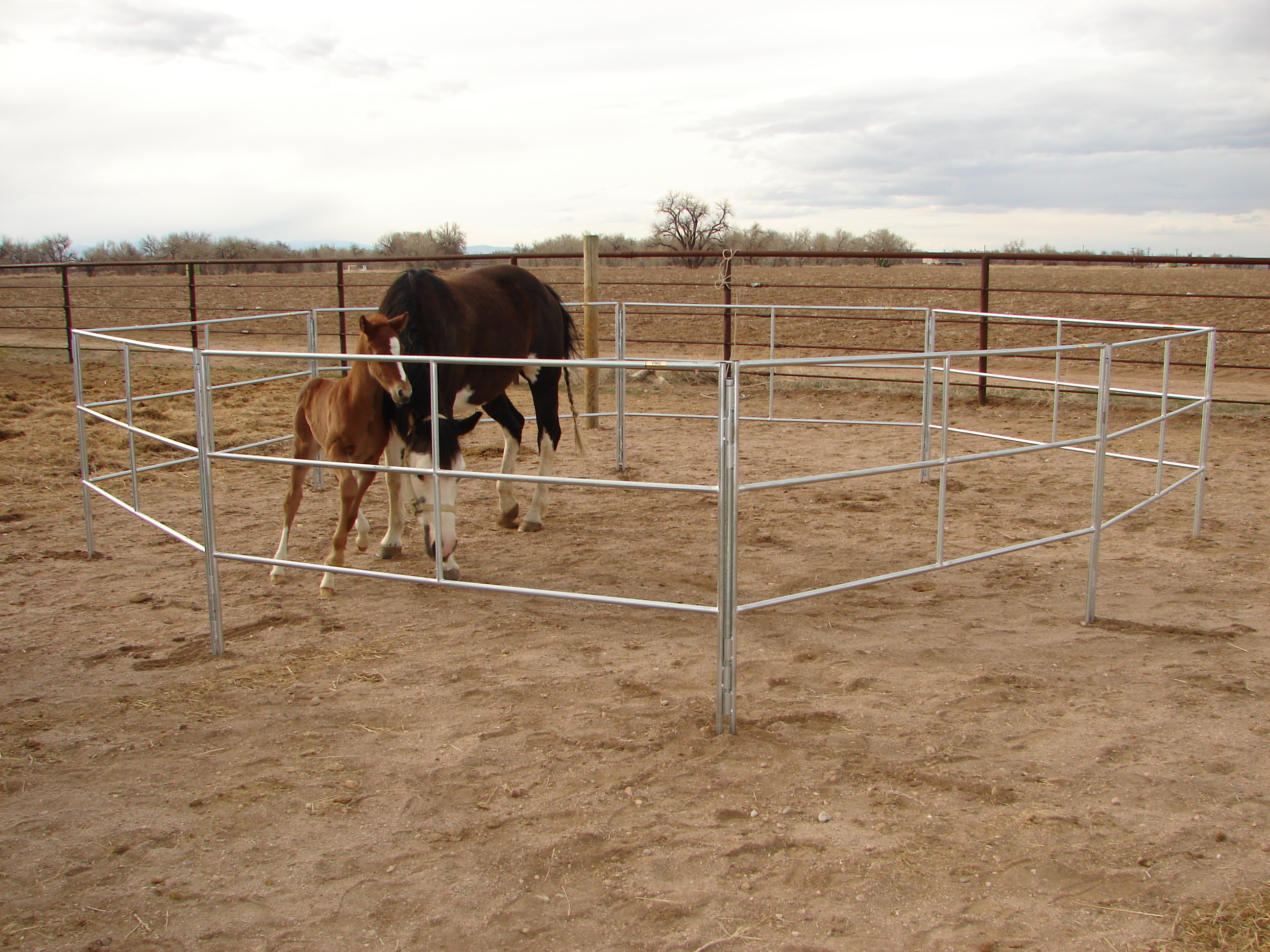 Travel N Corrals Horse Corrals Go With Your Trailer regarding proportions 2592 X 1944