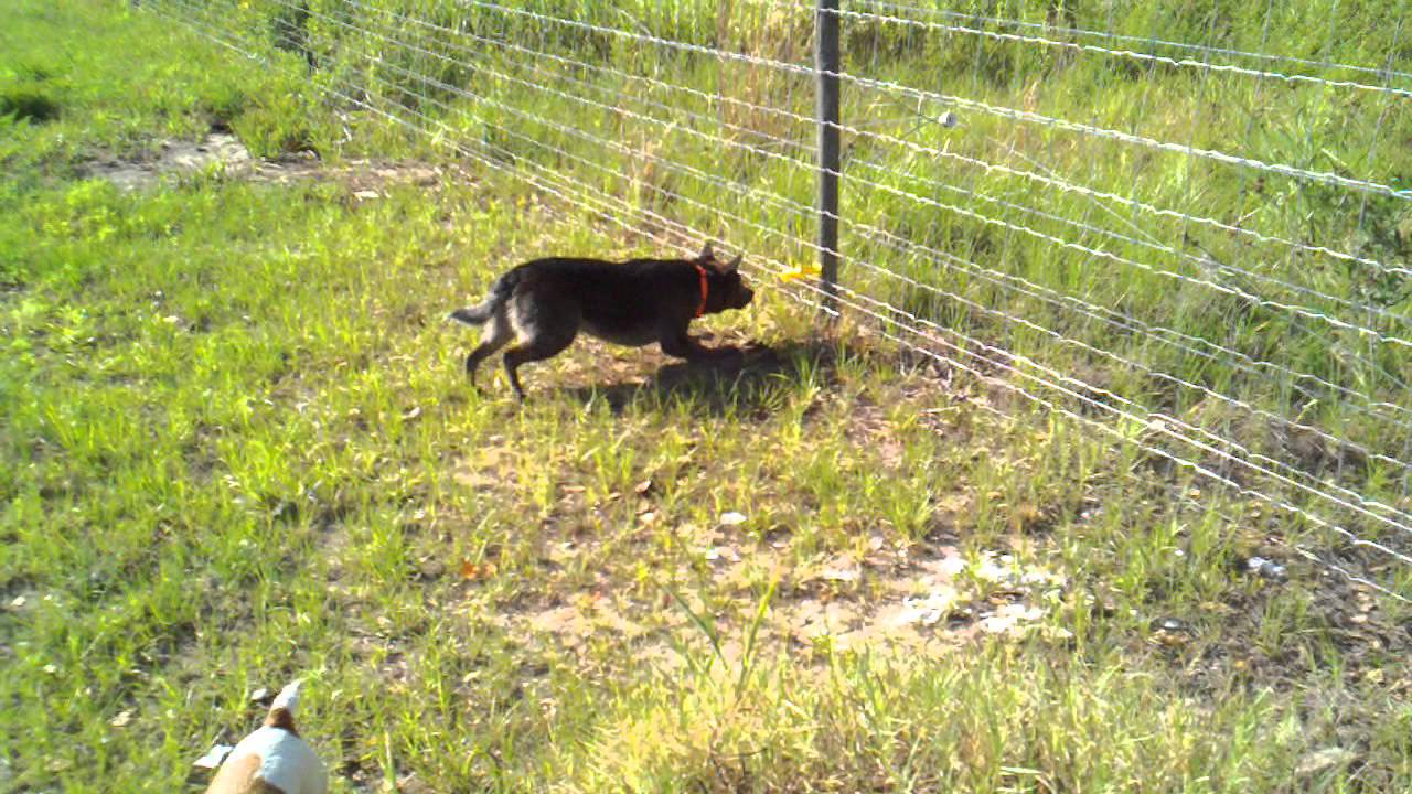 Walmart Dog Fence Wire House Of Eden Innovative Walmart Dog pertaining to measurements 1280 X 720