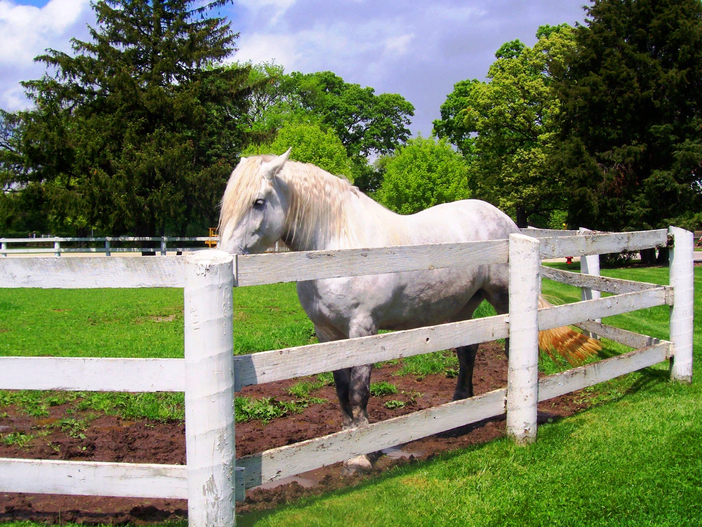 White Horse White Fence At Equestrian Center Canoe Communications in proportions 2304 X 1728