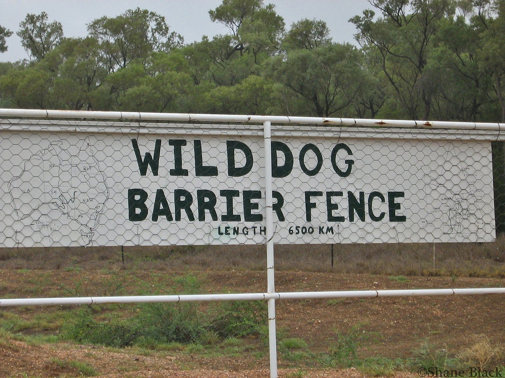 Wild Dog Barrier Fence Augathella Area Queensland Aust Flickr throughout measurements 1024 X 768