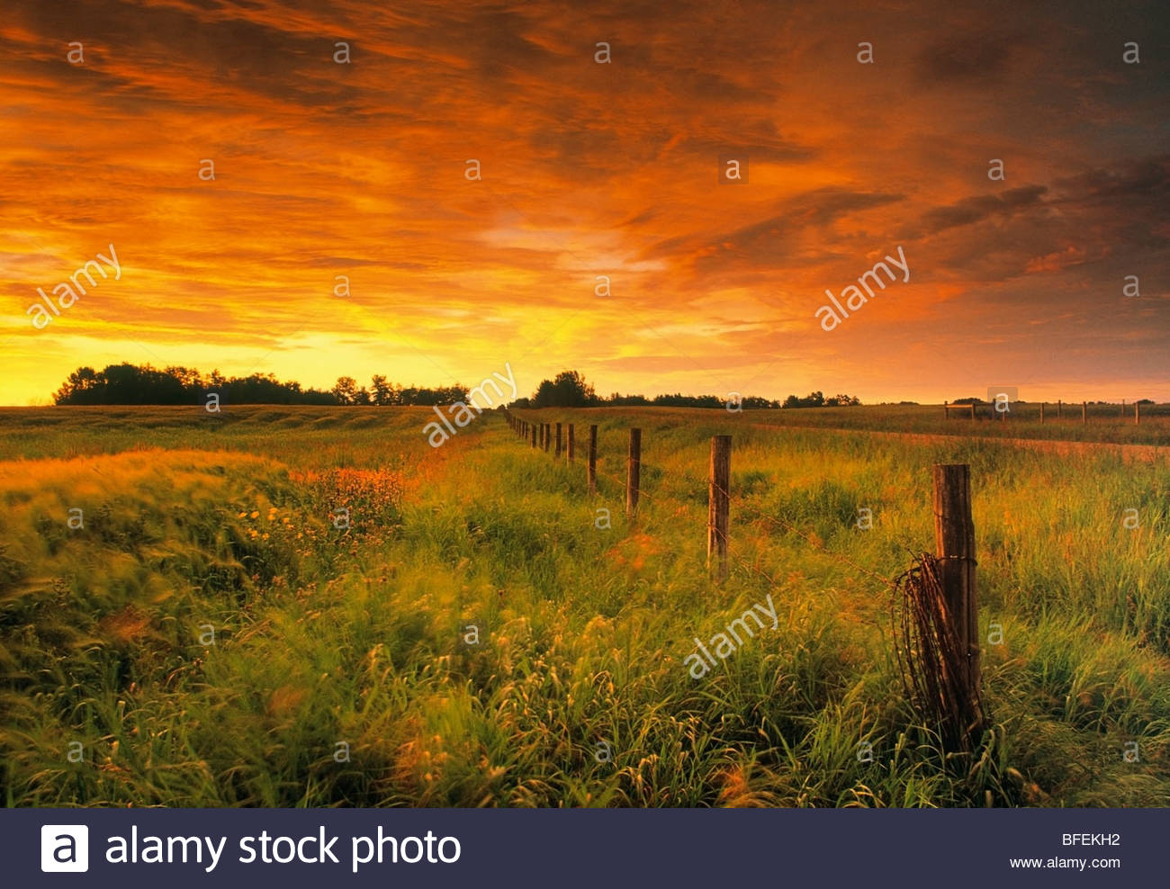 Zaun Und Weide Bei Sonnenaufgang In Der Nhe Von Leduc Alberta for sizing 1300 X 988