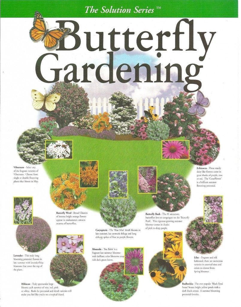 A Gardeners Guide To Growing Beautiful And Fragrant throughout dimensions 805 X 1024