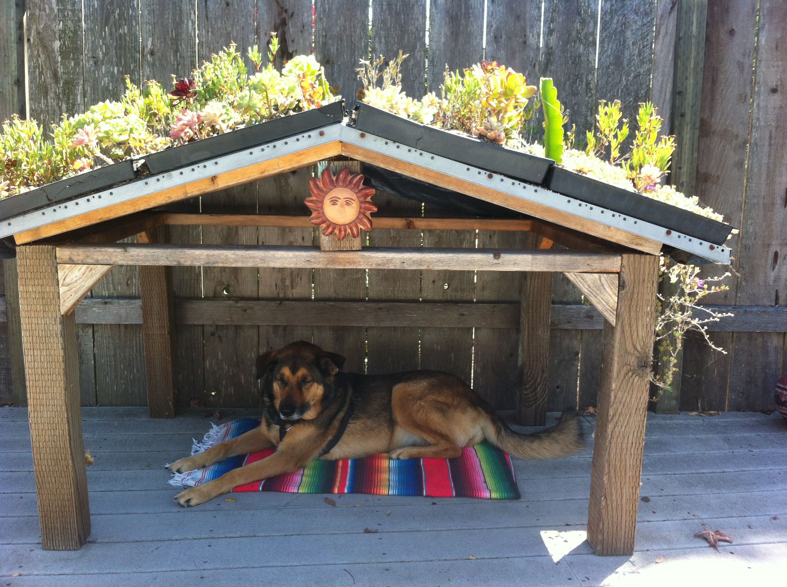Awesome Succulent Roof Dog House My Mom Made For Her Pup in size 2592 X 1936