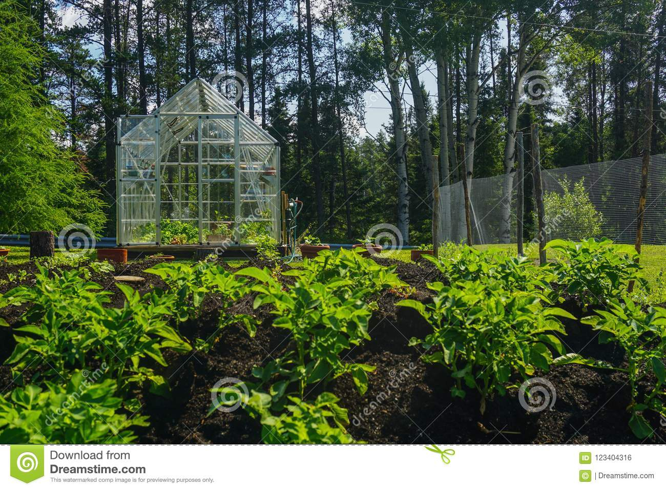 Backyard Greenhouse And Vegetable Garden Stock Photo Image pertaining to dimensions 1300 X 957