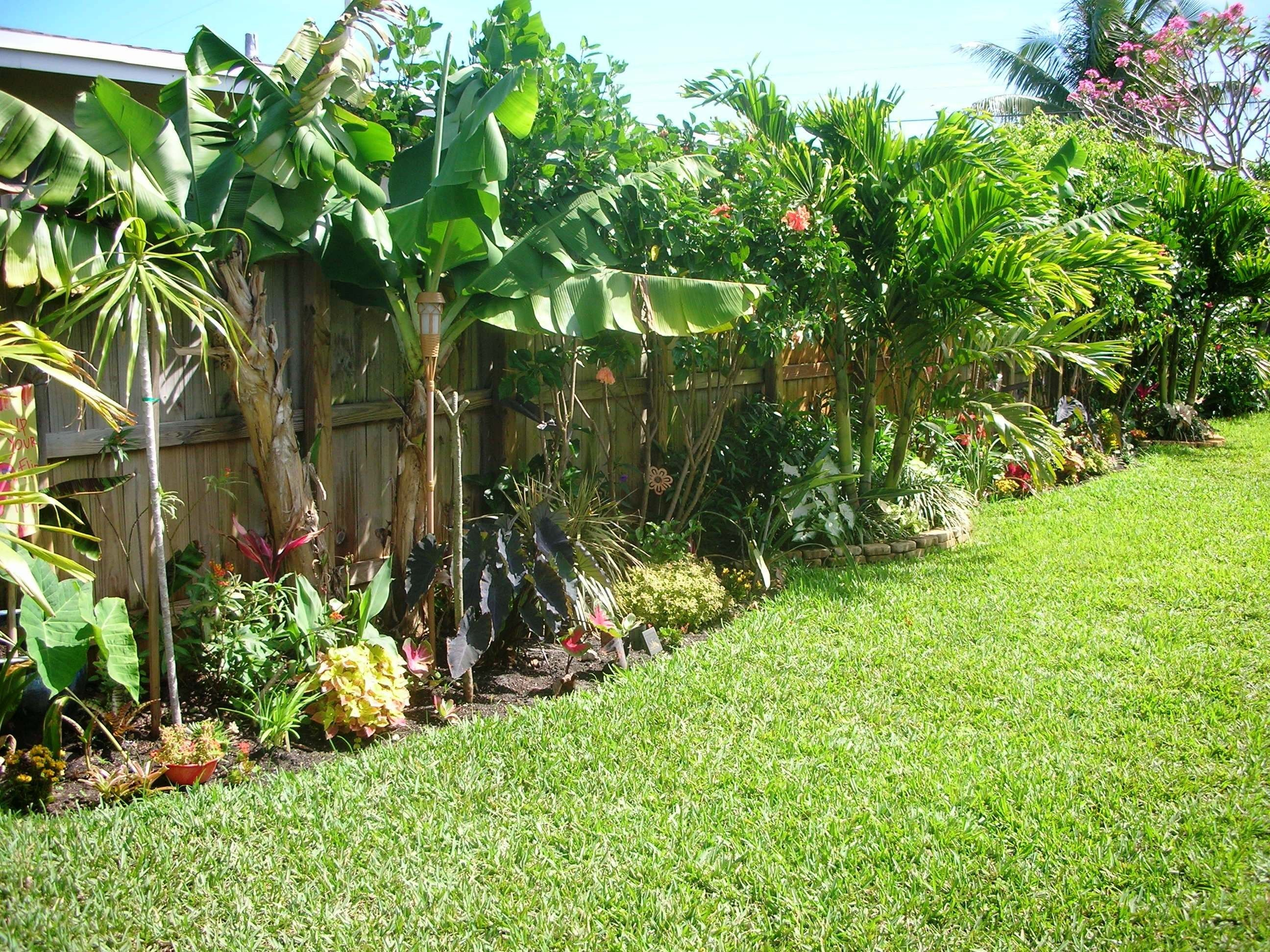 Diy Tropical Fence Border Garden Gardening Backyard regarding proportions 2592 X 1944