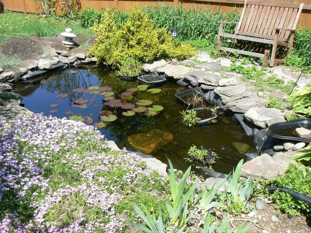 Diy Water Gardens Designing A Backyard Water Garden pertaining to sizing 1024 X 768