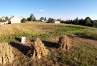 Growing Oats In The Garden for measurements 1280 X 720