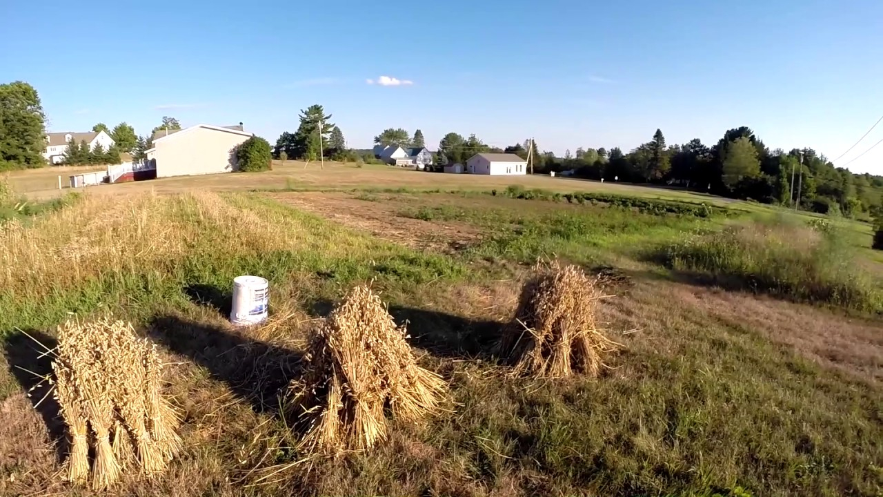 Growing Oats In The Garden for measurements 1280 X 720