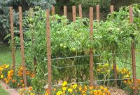 Growing Tomato Plants In Your Garden Wearefound Home Design regarding dimensions 2048 X 1536
