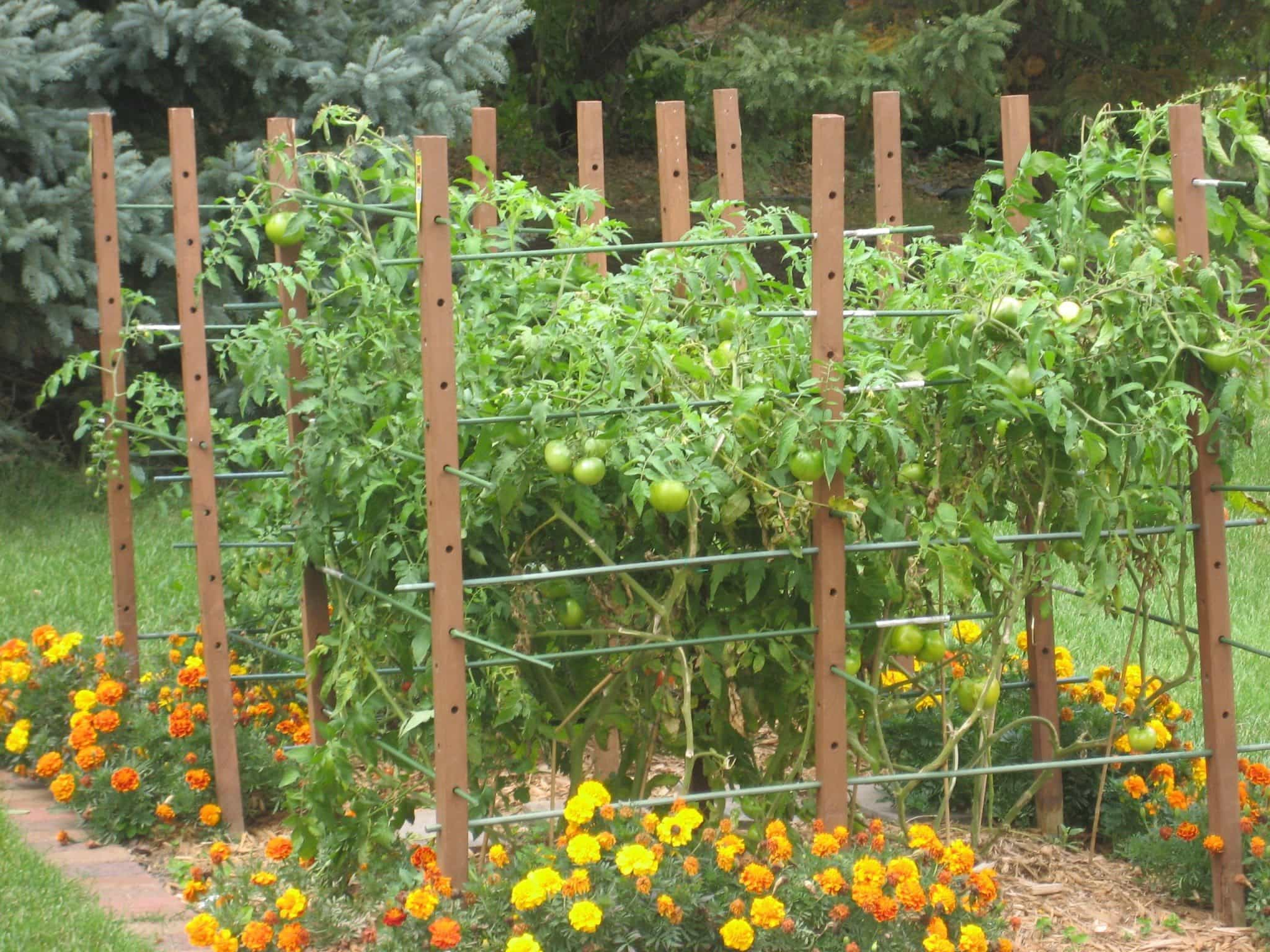 Growing Tomato Plants In Your Garden Wearefound Home Design regarding dimensions 2048 X 1536