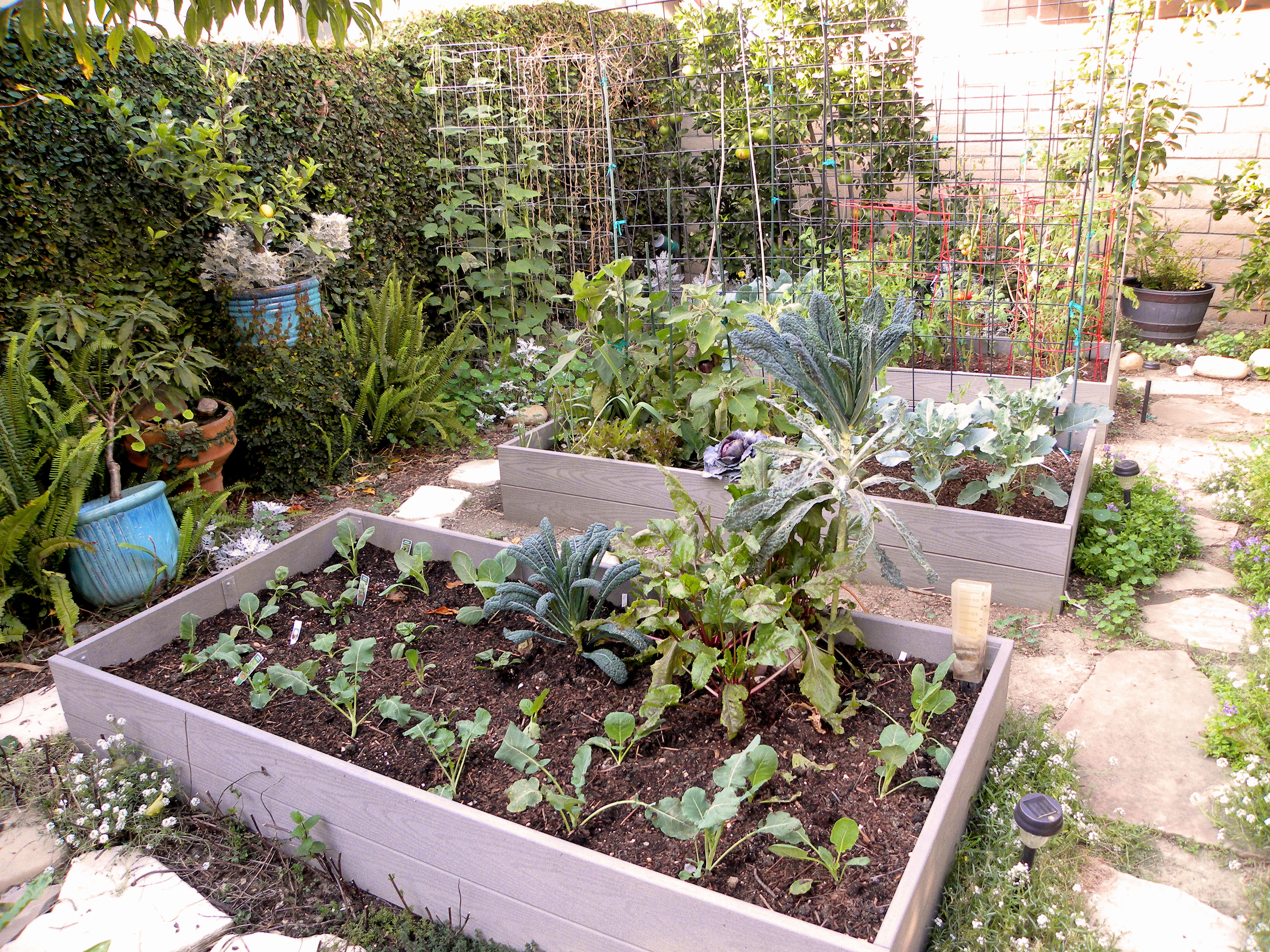 Harvest Monday And Fall Planting In My Backyard Garden pertaining to sizing 4000 X 3000