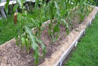 Homegrown Backyard Sweet Corn In Raised Beds Zone 5 in measurements 1280 X 720