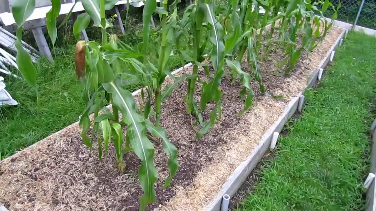 Homegrown Backyard Sweet Corn In Raised Beds Zone 5 in measurements 1280 X 720