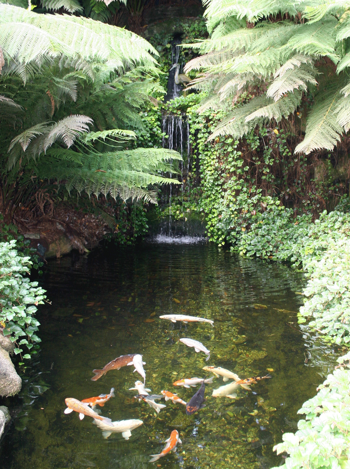 Koi Pondlove The Ferns I Want A Backyard Jungle within measurements 1195 X 1600