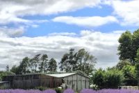 Lavender Field In Summer Newstead Hamilton New Zealand regarding measurements 735 X 1102