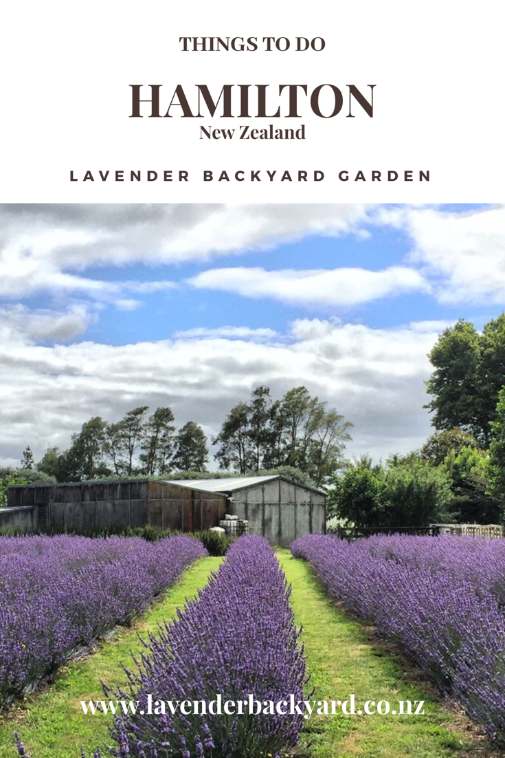 Lavender Field In Summer Newstead Hamilton New Zealand regarding measurements 735 X 1102