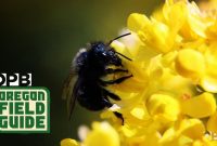 Mason Bees Are A Gardeners Best Friend within dimensions 1280 X 720