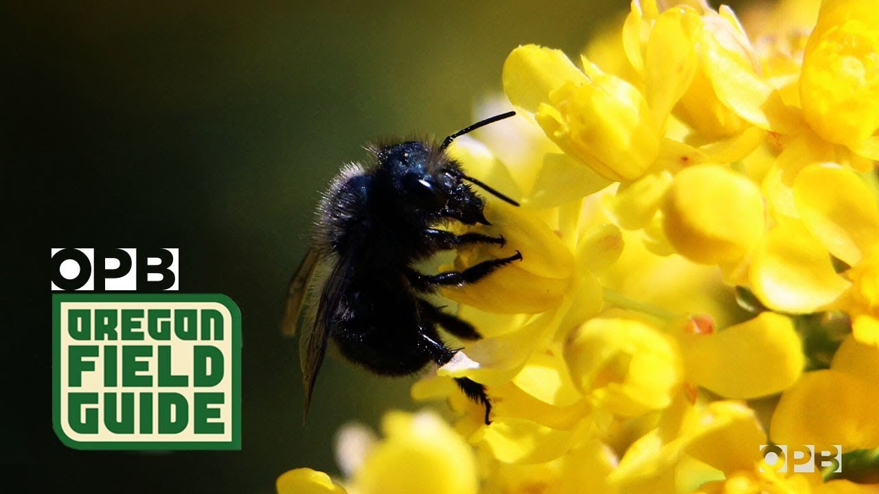 Mason Bees Are A Gardeners Best Friend within dimensions 1280 X 720