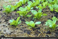 Organic Backyard Garden Lettuce Growing Vegetable Stock regarding size 1600 X 1167