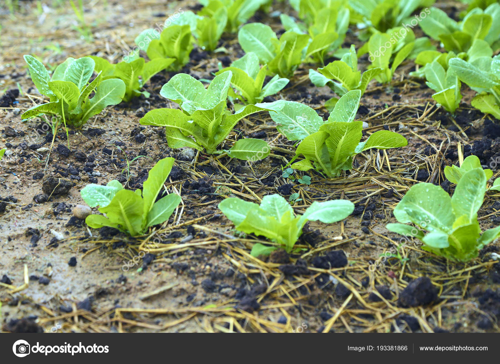 Organic Backyard Garden Lettuce Growing Vegetable Stock regarding size 1600 X 1167