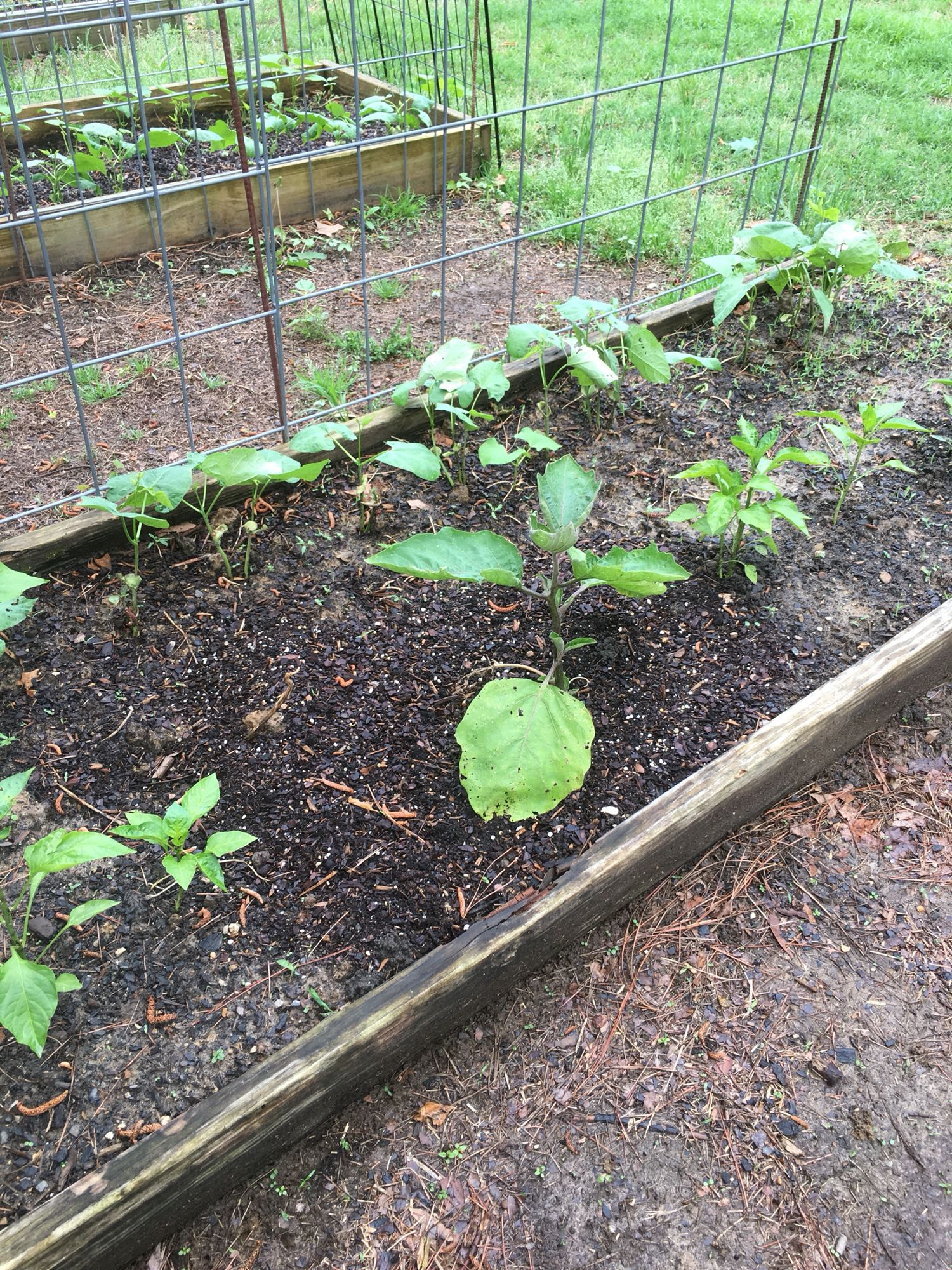 Raised Bed Wpeppers And An Eggplant My Garden And Yard within sizing 1500 X 2000