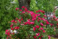 Red Knockout Roses In This Backyard Garden In Central New Jersey inside dimensions 866 X 1300