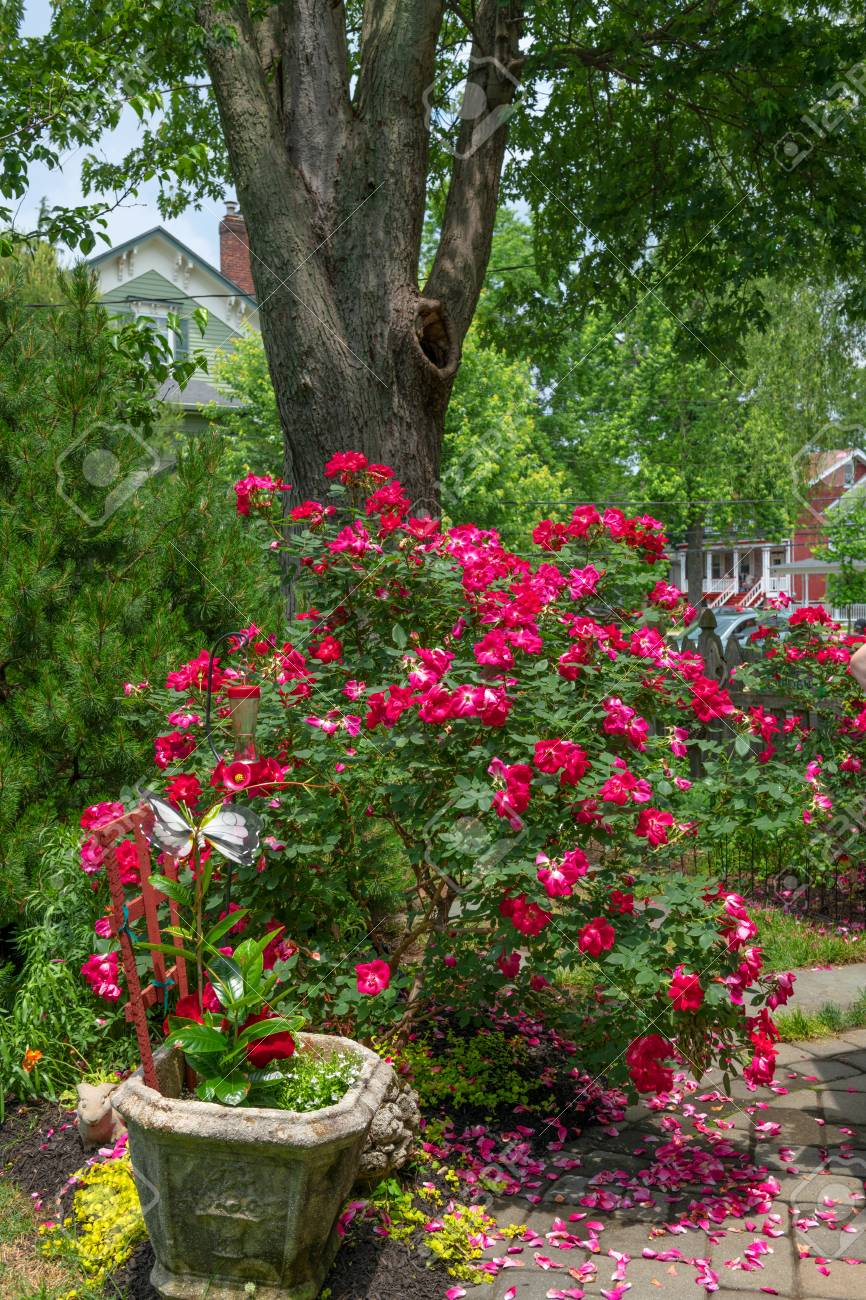 Red Knockout Roses In This Backyard Garden In Central New Jersey inside dimensions 866 X 1300